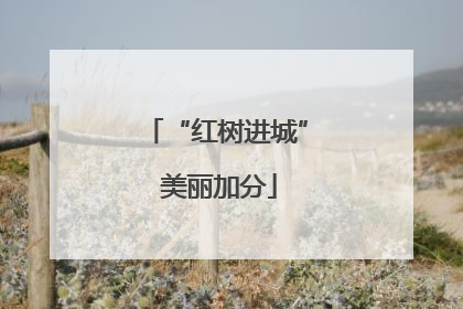 “红树进城” 美丽加分