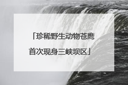 珍稀野生动物苍鹰首次现身三峡坝区