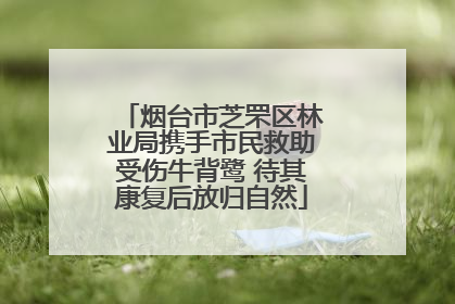 烟台市芝罘区林业局携手市民救助受伤牛背鹭 待其康复后放归自然