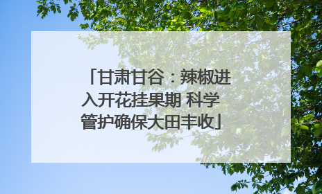 甘肃甘谷：辣椒进入开花挂果期 科学管护确保大田丰收