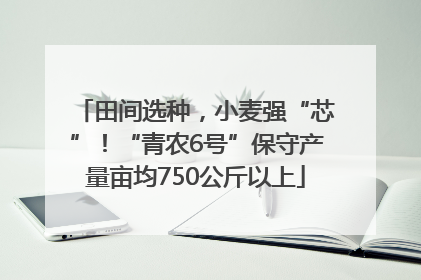 田间选种，小麦强“芯”！“青农6号”保守产量亩均750公斤以上