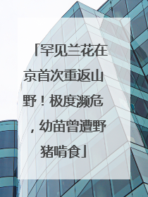罕见兰花在京首次重返山野！极度濒危，幼苗曾遭野猪啃食