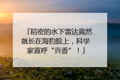 精密的水下雷达竟然就长在海豹脸上，科学家直呼“真香”！