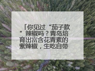 你见过“茄子款”辣椒吗？青岛培育出富含花青素的紫辣椒，生吃自带水果甜