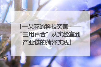 一朵花的科技突围——“三用百合”从实验室到产业链的菏泽实践