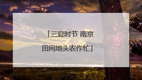 三夏时节 南京田间地头农作忙