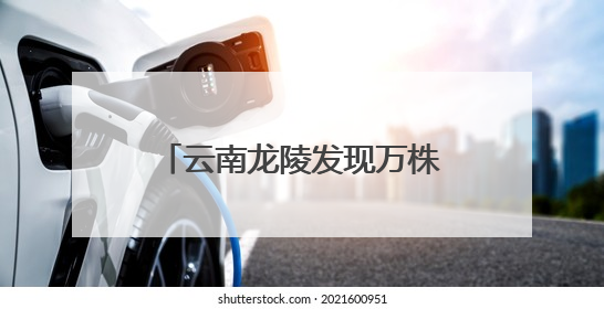 云南龙陵发现万株野生云南大百合