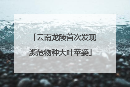 云南龙陵首次发现濒危物种大叶苹婆
