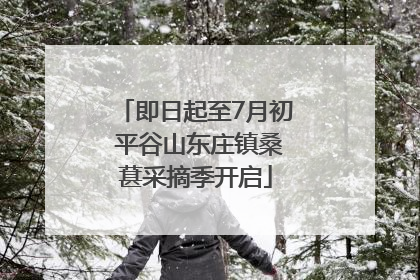 即日起至7月初 平谷山东庄镇桑葚采摘季开启