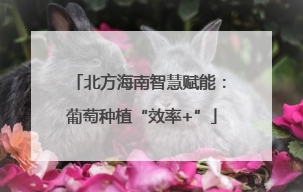 北方海南智慧赋能：葡萄种植“效率+”