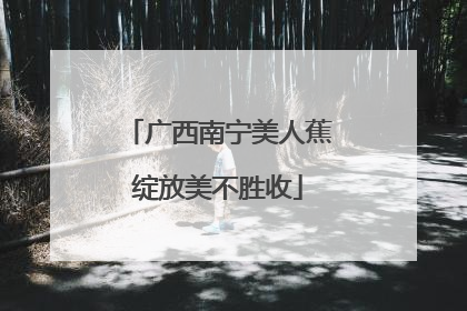 广西南宁美人蕉绽放美不胜收
