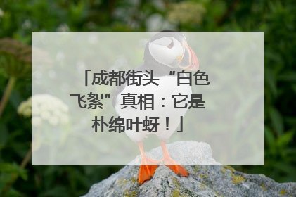 成都街头“白色飞絮”真相：它是朴绵叶蚜！