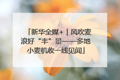新华全媒+｜风吹麦浪好“丰”景——多地小麦机收一线见闻