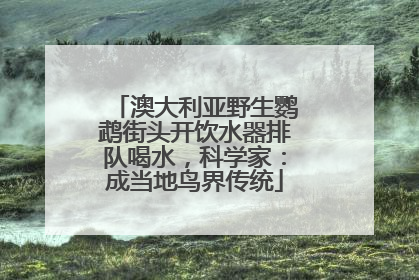 澳大利亚野生鹦鹉街头开饮水器排队喝水，科学家：成当地鸟界传统