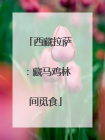 西藏拉萨：藏马鸡林间觅食