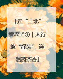 走“三北” 看攻坚①｜太行披“绿装” 连翘药茶香