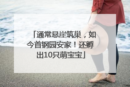 通常悬崖筑巢，如今首钢园安家！还孵出10只萌宝宝