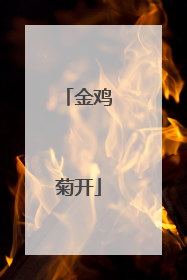 金鸡菊开