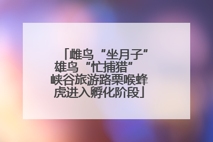 雌鸟“坐月子”雄鸟“忙捕猎” 峡谷旅游路栗喉蜂虎进入孵化阶段