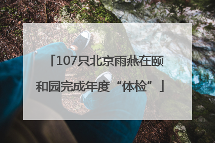 107只北京雨燕在颐和园完成年度“体检”